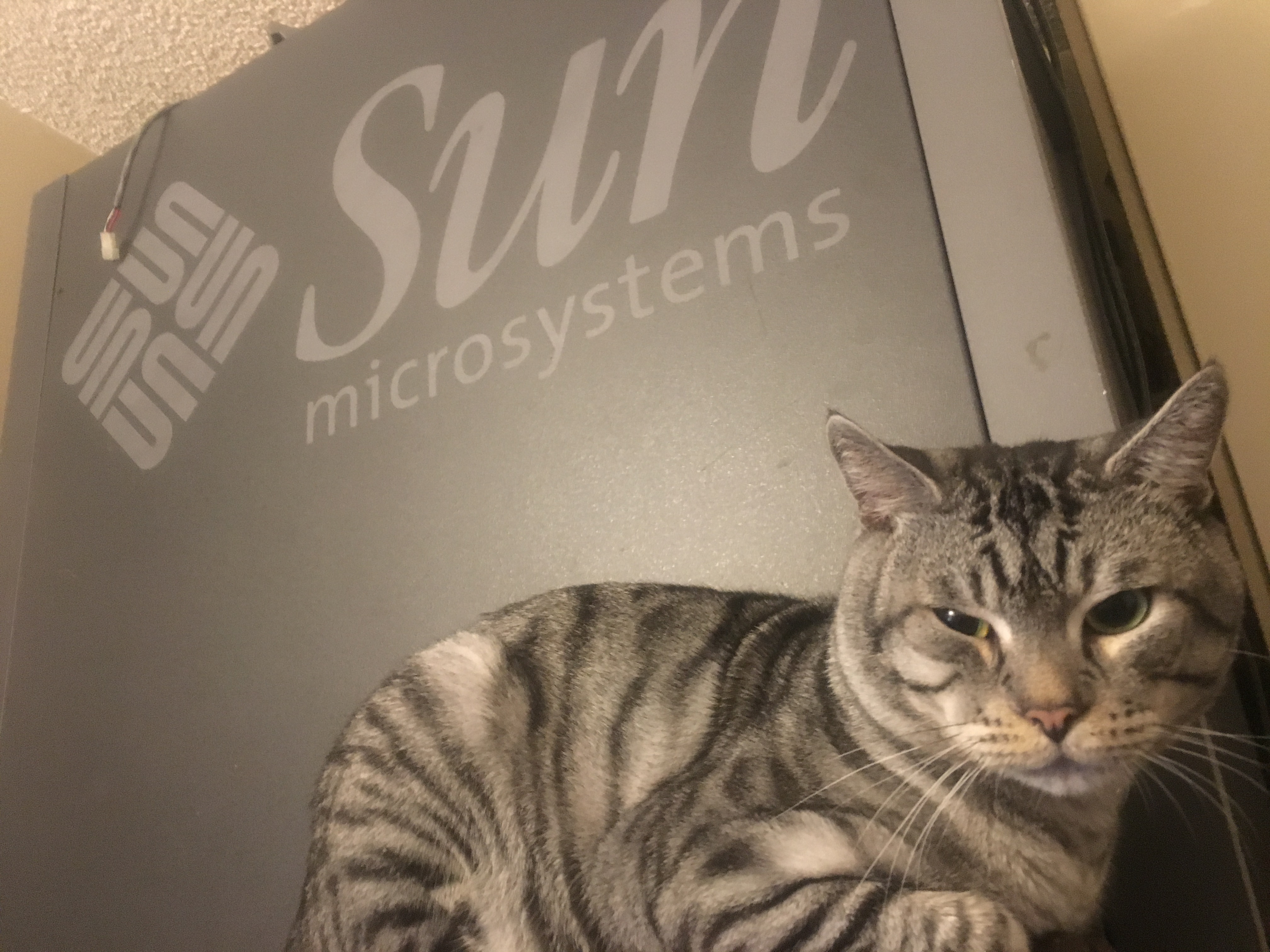 heiscat.jpg heiscat.jpg